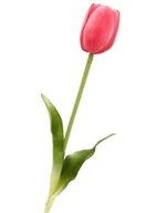Sztuczne kwiaty - Tulipan silikonowy jak żywy różowy ciemny gumowy 40 cm rozkwitnięty - miniaturka - grafika 1