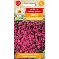 Nasiona i cebule - Toraf Nasiona Goździk kropkowany różowy 0,3g - miniaturka - grafika 1