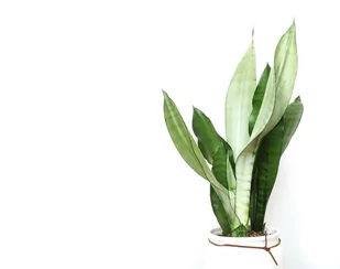 Sansevieria moonshine P9 ~27 cm - Kwiaty doniczkowe - miniaturka - grafika 1