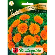 Nasiona i cebule - Nagietek lekarski Orange Gem pomarańczowy W.Legutko - miniaturka - grafika 1