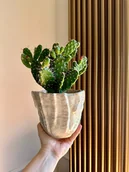 Donice - Osłonka organiczna - miniaturka - grafika 1