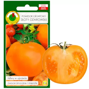 POMIDOR GRUNTOWY ZŁOTY OŻAROWSKI NASIONA BEZ GMO 0,5g - Nasiona i cebule - miniaturka - grafika 1