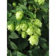 Kwiaty doniczkowe - Pnącza i krzewy świata (chmiel) - miniaturka - grafika 1