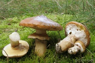 Grzybnia Maślak zwyczajny 10 g - Nasiona i cebule - miniaturka - grafika 1