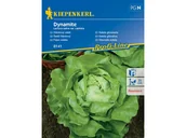 Nasiona i cebule - Sałata Głowiasta Dynamite Nasiona Kiepenkerl - miniaturka - grafika 1
