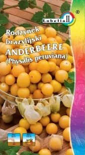 Rodzynek brazylijski Andenbeere 0,2g / L / - Nasiona i cebule - miniaturka - grafika 1
