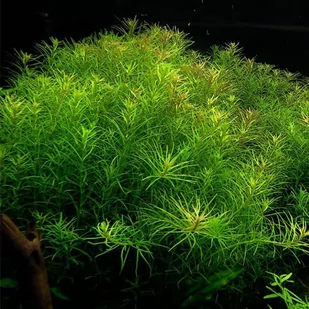 Rotala Nanjenshan Porcja 10 sadzonek In Vitro Piękna - Dekoracje do akwarium - miniaturka - grafika 1