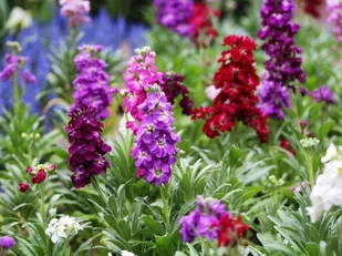 LEWKONIA MIESZANKA kolorów pachnące kwiaty NASIONA rośliny ozdobne p. DE80016720167145; PL330/12/210/4617/L15/A - Nasiona i cebule LEWKONIA MIESZANKA kolorów pachnące kwiaty NASIONA rośliny ozdobne p. DE80016720167145; PL330/12/210/4617/L15/A - Nasiona i cebule - miniaturka - grafika 1