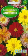 Nasiona i cebule - Dalia Zmienna Mignon- mieszana Polan - miniaturka - grafika 1