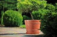 Donice - Doniczka drewnopodobna (4) 10L śr-30cm terakota - miniaturka - grafika 1