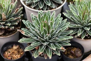 Agave Victoriae-Reginae Agawa P17 - Kwiaty doniczkowe - miniaturka - grafika 1