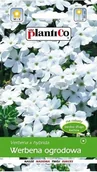 Nasiona i cebule - Werbena ogrodowa biała 0,5 g Plantico - miniaturka - grafika 1