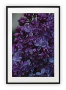 Plakaty - Plakat A4 21x30 cm  Kwiat Fiolet Roślina WZORY - miniaturka - grafika 1