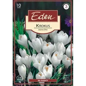 Nasiona i cebule - Krokus wiosenny Jeanne d'arc - 10 sztuk Eden - miniaturka - grafika 1