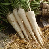 Nasiona i cebule - Plantico Pietruszka Kaśka - miniaturka - grafika 1