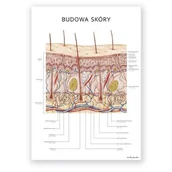 Mapy i plansze edukacyjne - Plakat anatomiczny - Budowa skóry - Marta Pawelec - miniaturka - grafika 1