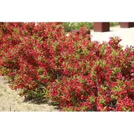 Sadzonki drzew krzewów - Krzewuszka wys. 20-30 cm don. 19 cm - miniaturka - grafika 1