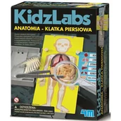 Mały naukowiec - 4M KidzLabs Anatomia klatka piersiowa 3373 - miniaturka - grafika 1