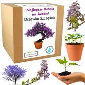 Nasiona i cebule - Prezent na Dzień Babci drzewko szczęścia bonsai - miniaturka - grafika 1