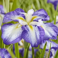 Nasiona i cebule - Irys ensata japoński Carrot Cake 1 szt. - miniaturka - grafika 1