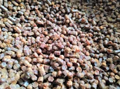 Miód - Pierzga pszczela tegoroczna 0,5kg - miniaturka - grafika 1