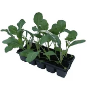 Kwiaty doniczkowe - Brokuł 10-pak - miniaturka - grafika 1