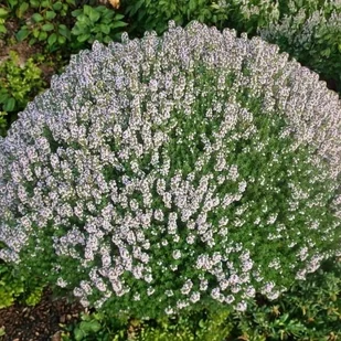 Macierzanka zwyczajna Thymus Compactus 1 szt. doniczka P9 - Nasiona i cebule - miniaturka - grafika 1