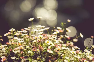 Plakat, Stokrotki, 70x50 cm - Plakaty Plakat, Stokrotki, 70x50 cm - Plakaty - miniaturka - grafika 1