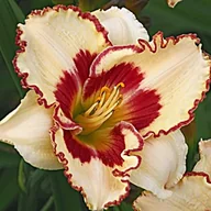 Nasiona i cebule - Hemerocallis Liliowiec Cryptic Message 1 szt. - miniaturka - grafika 1