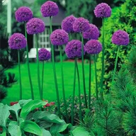 Nasiona i cebule - Allium Czosnek Ozdobny Gladiator 3 szt cebulki 12/+ - miniaturka - grafika 1