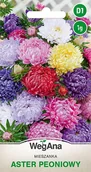 Nasiona i cebule - Aster peoniowy mieszanka kolorów 1g nasiona - WegAna - miniaturka - grafika 1