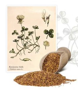 Koniczyna biała 0,2 kg - Nasiona i cebule - miniaturka - grafika 1