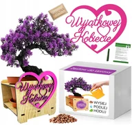 Nasiona i cebule - Prezent na Dzień Kobiet drzewko szczęścia bonsai kwiatek dla dziewczyny - miniaturka - grafika 1