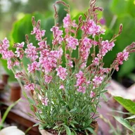 Nasiona i cebule - Gaura Lindheimeri Siskiyou Pink 1 szt. doniczka P9 kwitnie całe lato - miniaturka - grafika 1