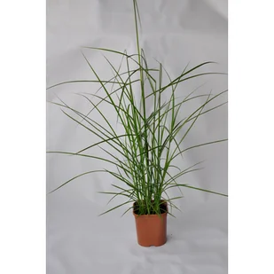 Trawa Miscanthus, wys.35-40 cm, don. 2L - Sadzonki drzew krzewów - miniaturka - grafika 1
