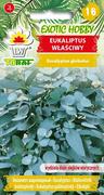 Eukaliptus Właściwy 
(Wydziela Dużo Olejków Eterycznych)
Eucalyptus Globulus