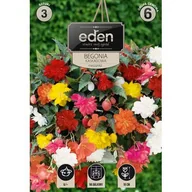 Nasiona i cebule - Begonia bulwiasta kaskadowa mix 3 sztuki Eden - miniaturka - grafika 1