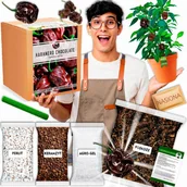 Nasiona i cebule - Papryka Habanero Chocolate Zestaw do uprawy papryki XXL Nasiona papryki - miniaturka - grafika 1
