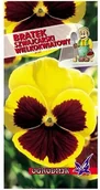 Nasiona i cebule - Bratek Szwajcarski Kol.Żółty Z Plamą 0,3G / O / - miniaturka - grafika 1
