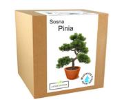 Zestaw do uprawy drzewko Bonsai Sosna Pinia orzech