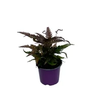 Kwiaty doniczkowe - Pteris tricolour - miniaturka - grafika 1