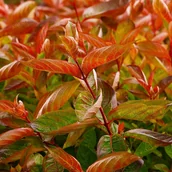 Kwiaty doniczkowe - Krzewuszka cudowna 'Wings of Fire' (Weigela florida) Doniczka 2.0L - miniaturka - grafika 1