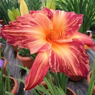 Nasiona i cebule - Hemerocallis Liliowiec Pink Stripes 1 szt. - miniaturka - grafika 1