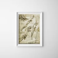 Plakaty - Plakat vintage Da Vinci Mięśnie - miniaturka - grafika 1