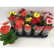 Kwiaty doniczkowe - Gerbera doniczka 12 cm mix - miniaturka - grafika 1