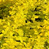 Nasiona i cebule - Przetacznik rozesłany żółty 'Aztec Gold' (Veronica prostrata) Doniczka 1.0L - miniaturka - grafika 1