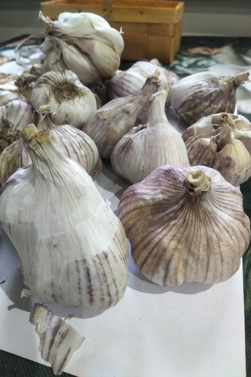 Czosnek chiński świeży 0,9 kg