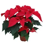 Kwiaty doniczkowe - Poinsecja 4-6 pędowa don. 12 cm czerwona - miniaturka - grafika 1