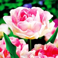 Nasiona i cebule - Tulipan Pełny Angelique 5 szt Tulipany cebulki tulipanów - miniaturka - grafika 1