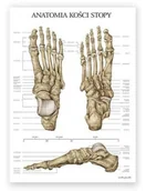 Meble i wyposażenie gabinetów medycznych - Plakat anatomiczny - Kości stopy - Marta Pawelec - pomoc dydaktyczna, wyposażenie gabinetów medycznych - miniaturka - grafika 1